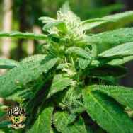 Reeferman Seeds Mighty Mite